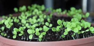 Growing and harvesting purslane in your garden. What S The Easiest Vegetable To Grow In Pots Gardening Channel