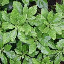 Image result for Pachycarpus spurius