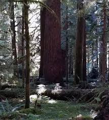 We did not find results for: Valley Of The Giants Outstanding Natural Area Bureau Of Land Management