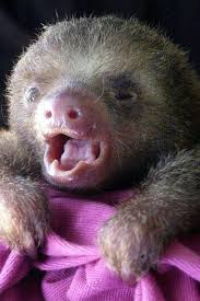 Cute Animal Pictures 100 Of The Cutest Animals Cute Animal Pictures 100 Of The Cutest Animals Cute Baby Sloths Cute Animal Pictures Cute Sloth