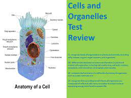 We did not find results for: Cells And Organelles Test Review C Recognize Levels Of Organization In Plants And Animals Including Cells Tissues Organs Organ Systems And Organisms Ppt Video Online Download