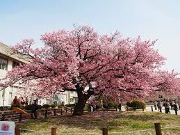 As mentioned, the best trees for birds are ones that are native to your area. Japanese Flowering Trees Pictures Yahoo Search Results Ornamental Trees Japanese Cherry Tree Flowering Cherry Tree