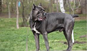 16 Faithful Cane Corso Size