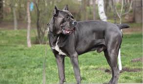 16 faithful cane corso size