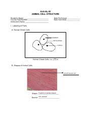 Maybe you would like to learn more about one of these? Labact2 Pdf Activity 2 Animal Cell Structure Student U2019s Name Course Year Section Instructor U2019s Name Date Performed Date Submitted I Labelling Of Course Hero
