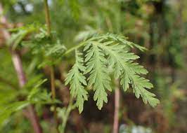 Purified artemisinin, sweet wormwood artemisia, cryptolepis, bidens, yarrow. Artemisia Miracle Plant Really Newsroom Inserm