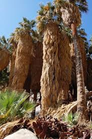 Image result for Wiesneria filifolia