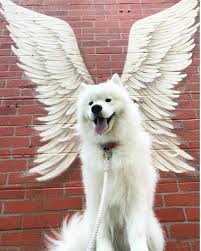 Pin By Sila On Cute Animals Samoyed Dogs Cute Animals Cute Baby Animals