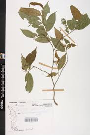 Image result for Celtis zenkeri