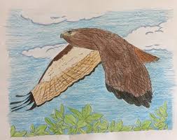 Redtail hawk pen drawing rimrocksketchesart 5 out of 5 stars (9) $ 65.00 free shipping add to favorites. Junior Ranger Jr Explores Hawks U S National Park Service