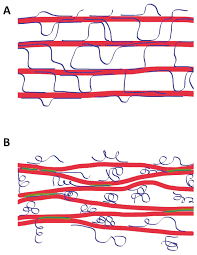 One matrix polysaccharide that is postulated to play an important role in this. Catalysts Of Plant Cell Wall Loosening F1000research