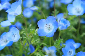 What flowers are truly blue in color? What Blue Flowers Mean Floraqueen Blog