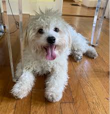 Maybe you would like to learn more about one of these? Dogs For Adoption Mo4paws