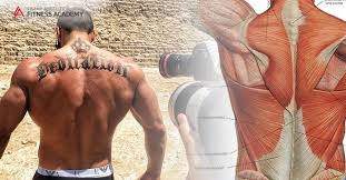 Anatomical diagram showing a back view of muscles in the human body. Back Muscles How Well Do You Know This Muscle Group Lazar Angelov Academy