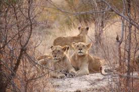 Lions, mammal development and evolution of our environment and life forms on the planet earth to in historic times the habitat of lions spanned much of eurasia, ranging from portugal to india, and all. Which Lion Am I Seeing On Safari Avo Orange