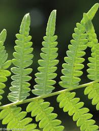 Image result for Pteridium aquilinum