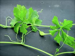 Image result for Momordica repens