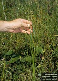 Image result for Rhynchospora brevirostris