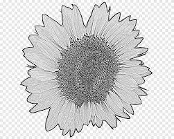 15 gambar sketsa bunga dari pensil yang mudah dibuat. Bunga Matahari Umum Bunga Matahari Empat Potong Kuning Menggambar Grafis Jaringan Portabel Cat Air Bunga Matahari Putih Lainnya Png Pngegg