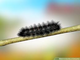 3 Ways To Identify A Caterpillar Wikihow