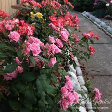 Explore rose garden ideas for your backyard and front yard and discover beautiful rose gardens around the world. Starting Over With Roses Official Blog Of Jackson Perkins