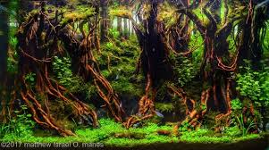 List of all entries in all categories can be found here: Aquascape Ideas Aga Aquascaping Contest 2017
