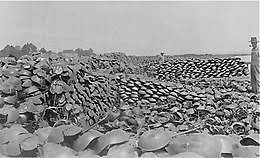 Atlantic Horseshoe Crab Wikipedia