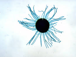 Image result for Uncinula necator