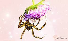 According to proverbs 30:28, the. The Meaning Of A Spider Its Symbolism Spiritual Message