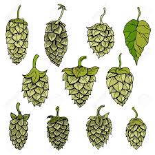 Cuando nos referimos a lúpulo, nos referimos específicamente a las flores de la planta del lúpulo. Conjunto De Lupulo Vector Visual Grafico Icono Ideal Para La Cerveza Cerveza De Malta Cerveza Inglesa Cerveza Dorada Etiquetas Y Envases Amargas Etc Lupulo Es Una Planta Herbacea Que Se Utiliza En