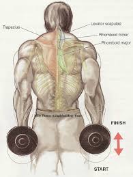 Back exercises may recruit all or just a few of these muscles. Dumbbell Shrug Top Exercises Good Back Workouts Back Workout