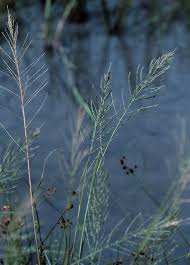 Image result for Leptochloa fusca