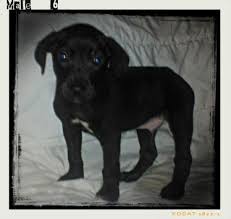 Our process involves connecting you with some of the best, most awesome breeders and breeding businesses we could find (all independently vetted and reviewed) to ensure you're being matched. Great Dane Lab Mix Puppies For Sale In Hamilton Ohio Classified Americanlisted Com