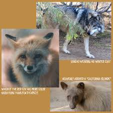 We just call our hair/fur hair because it's only on our heads (body hair isn't very. Wildlife Weekly Hair Vs Fur What S The Difference