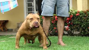 Welcome to the american pocket bully website. Siambull Aulantbull American Bully Und Co