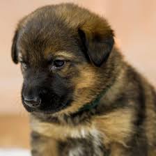 The german shepherd is a very popular dog breed of german origins. 1 German Shepherd Puppies For Sale In Pennsylvania Uptown