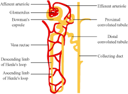 Kidney structure and function worksheet answers key. 35 Label The Nephron Answers Labels For Your Ideas