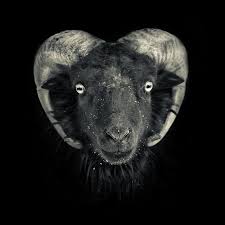 Black And White Goat Wallpaper Harvestheart Goats Animals Animals Friends