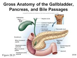 Duodeno Jejunal Flexure Inferior Surface Relation To Pancreas Bile Duct Anatomy Gallbladder