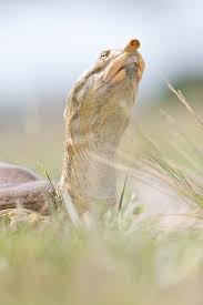 Emoryi is found in texas and new mexico, in the rio grande and its immediate tributaries. Long Neck The Texas Spiny Softshell Turtle Has An Incredib Flickr