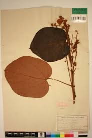 Image result for Manniophyton