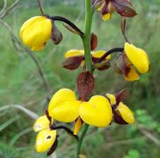 Image result for Eulophia streptopetala