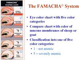 goat worm eye chart best picture of chart anyimage org