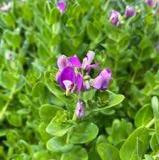 Image result for Polygala petitiana