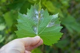 Image result for peronospora grapevine