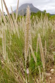 Image result for Cenchrus macrourus