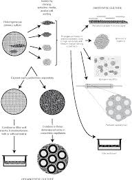 Check spelling or type a new query. Pdf Basic Principles Of Cell Culture Semantic Scholar