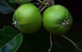 Small apple or pome (< 2), variety of colors, some persist into late winter. Apple Green Apple Fruit Green Immature Young Small Summer Round Tree Branch Pikist