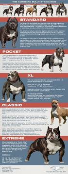 We did not find results for: 31 Xxl Pitbulls Ideas Pitbulls Pitbull Puppies Beautiful Dogs
