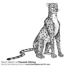 Clip art is a great way to help illustrate your diagrams and flowcharts. Breaking News Cinguilbuzz Cheetah Drawing Easy How To Draw A Cheetah Drawingforall Net